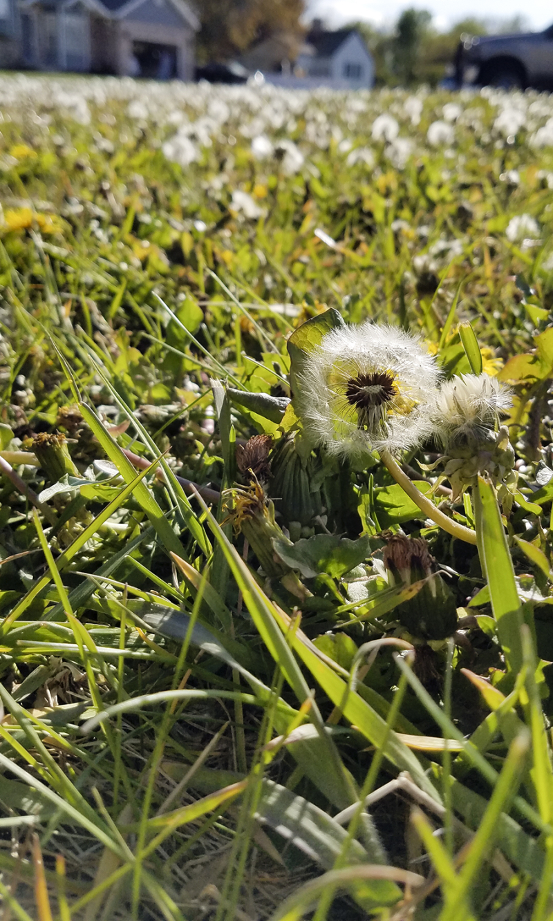Dandelions Dandelions