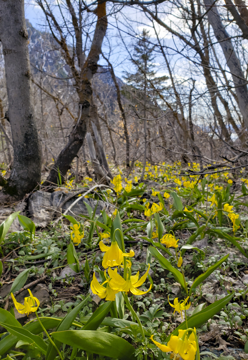 Yellow glacier lilies Yellow glacier lilies